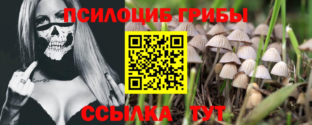Шелехов  Псилоцибиновые грибы Cubensis  купить наркотик  Вход с VPN  Галлюциногенные грибы Psilocybe 